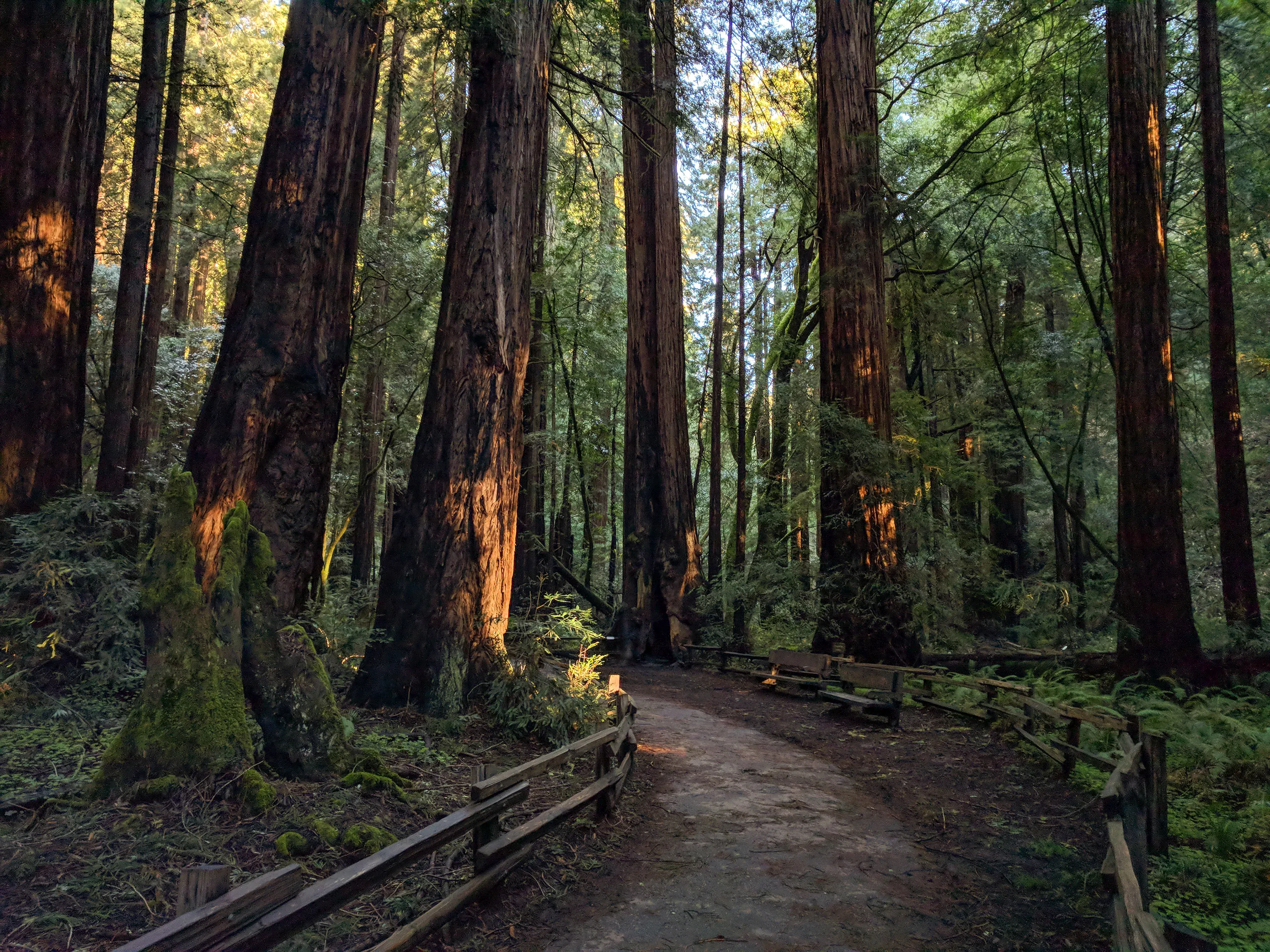 Sunlit redwood trail through Muir Woods National Monument