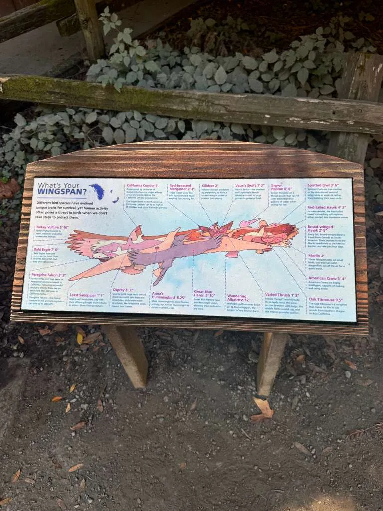 Muir Woods & Sausalito