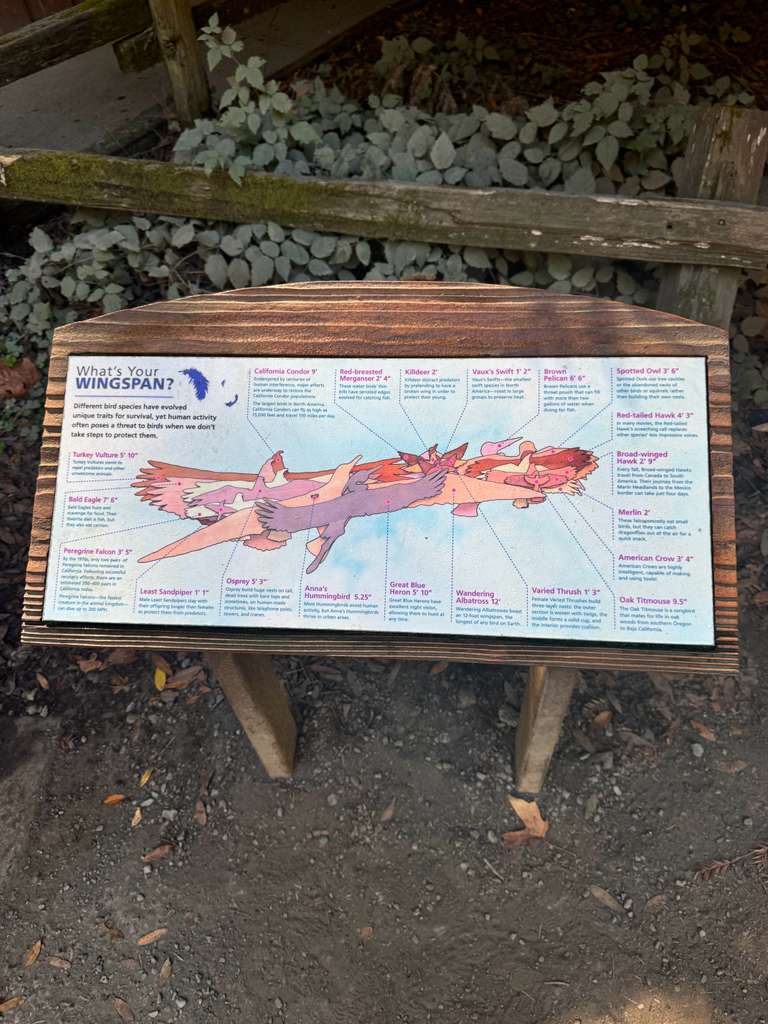 Muir Woods & Sausalito