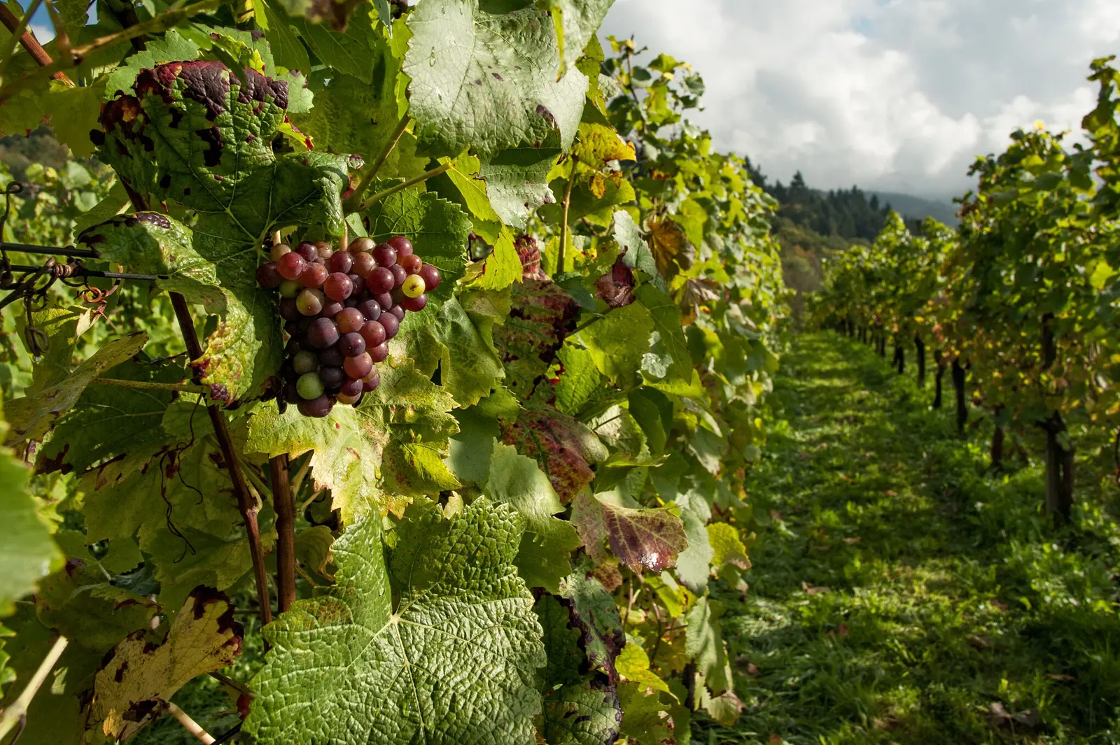 Napa Valley Private Tour